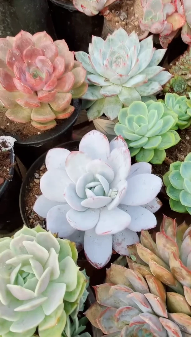 九*子多肉植物一物一拍02127
