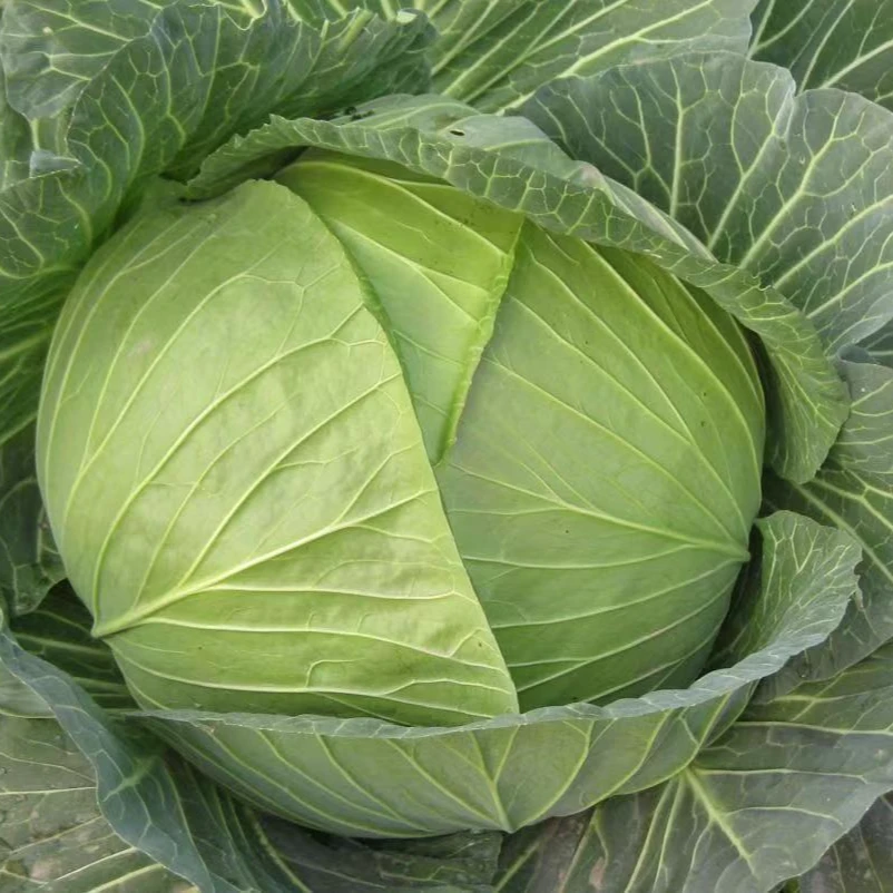 贵州农家露天南方包菜新鲜