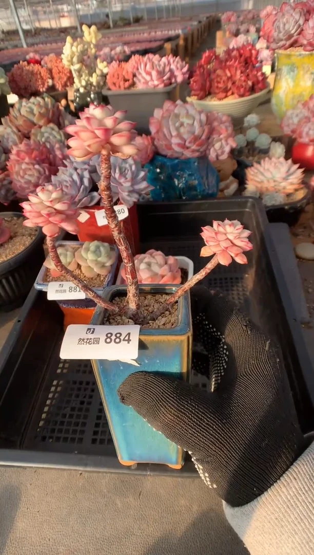 884探戈锦多肉植物一物一拍