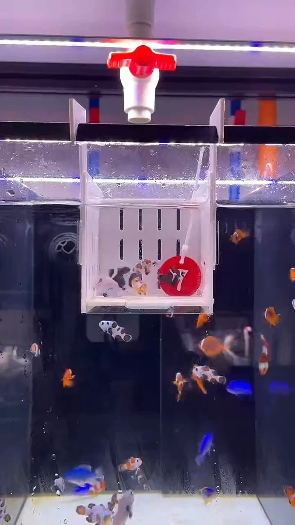 海水鱼瑕疵5条小丑7号