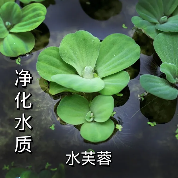 水草鱼缸专用水芙蓉水培绿植物和鱼共养浮萍水草鱼缸净化水质水培
