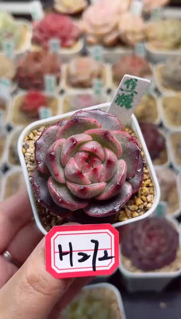 【闪购商品】H272焦糖一物一拍