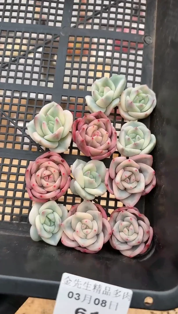 【闪购商品】0308-61伊丽莎白锦头盖（量拍）