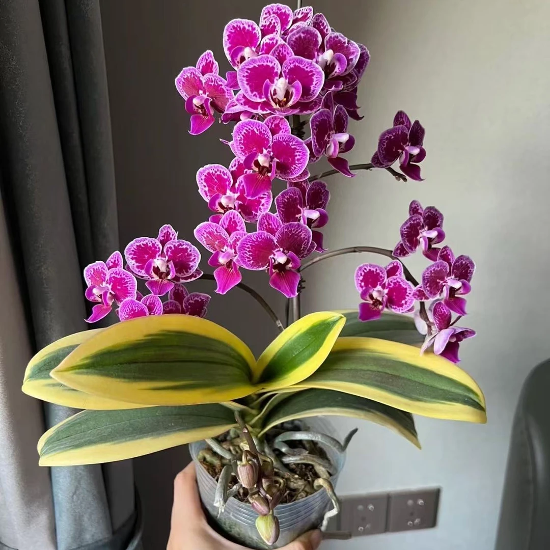 【2花剑金边蝴蝶兰】蝴蝶兰盆栽大苗带花剑四季开花