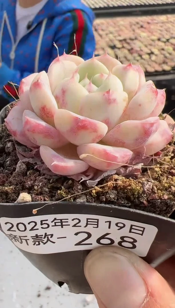 【闪购商品】新款多肉-268