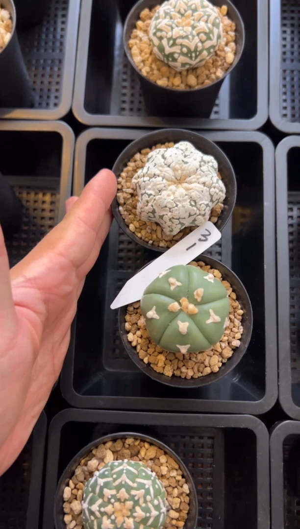 实生根星兜仙人球两颗编码31