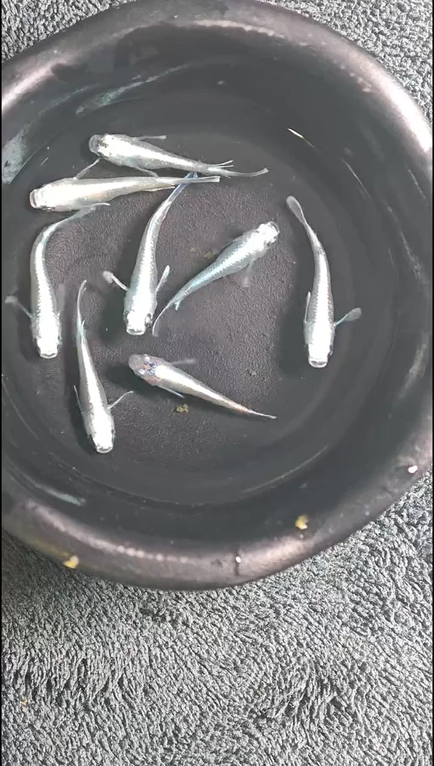 青鳉鱼观背青鳉13