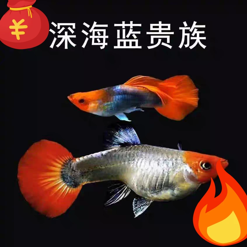 【深海蓝贵族】孔雀鱼能直接生小鱼热带鱼好养耐活（颜色深浅随机）