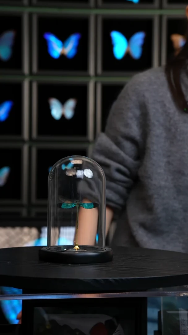 华艳色蟌小号玻璃罩