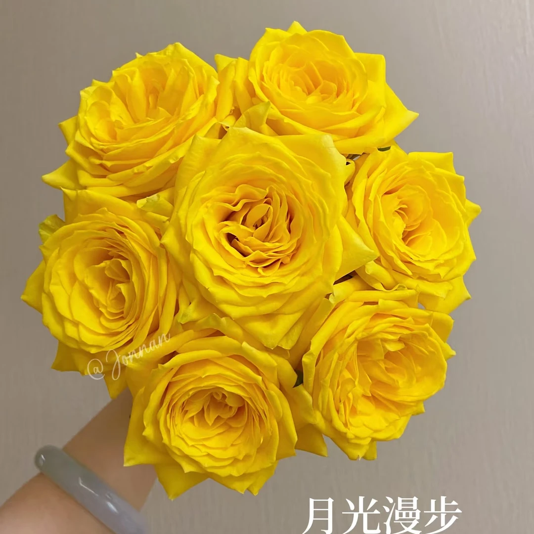 【月光漫步单头玫瑰】 任意两单及两单以上鲜花顺丰包邮发货