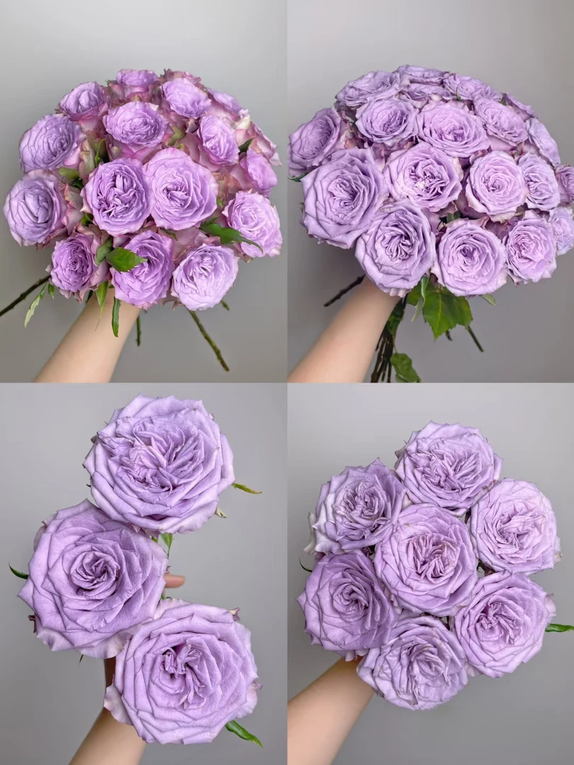 两单包邮！单头【多洛塔】玫瑰花