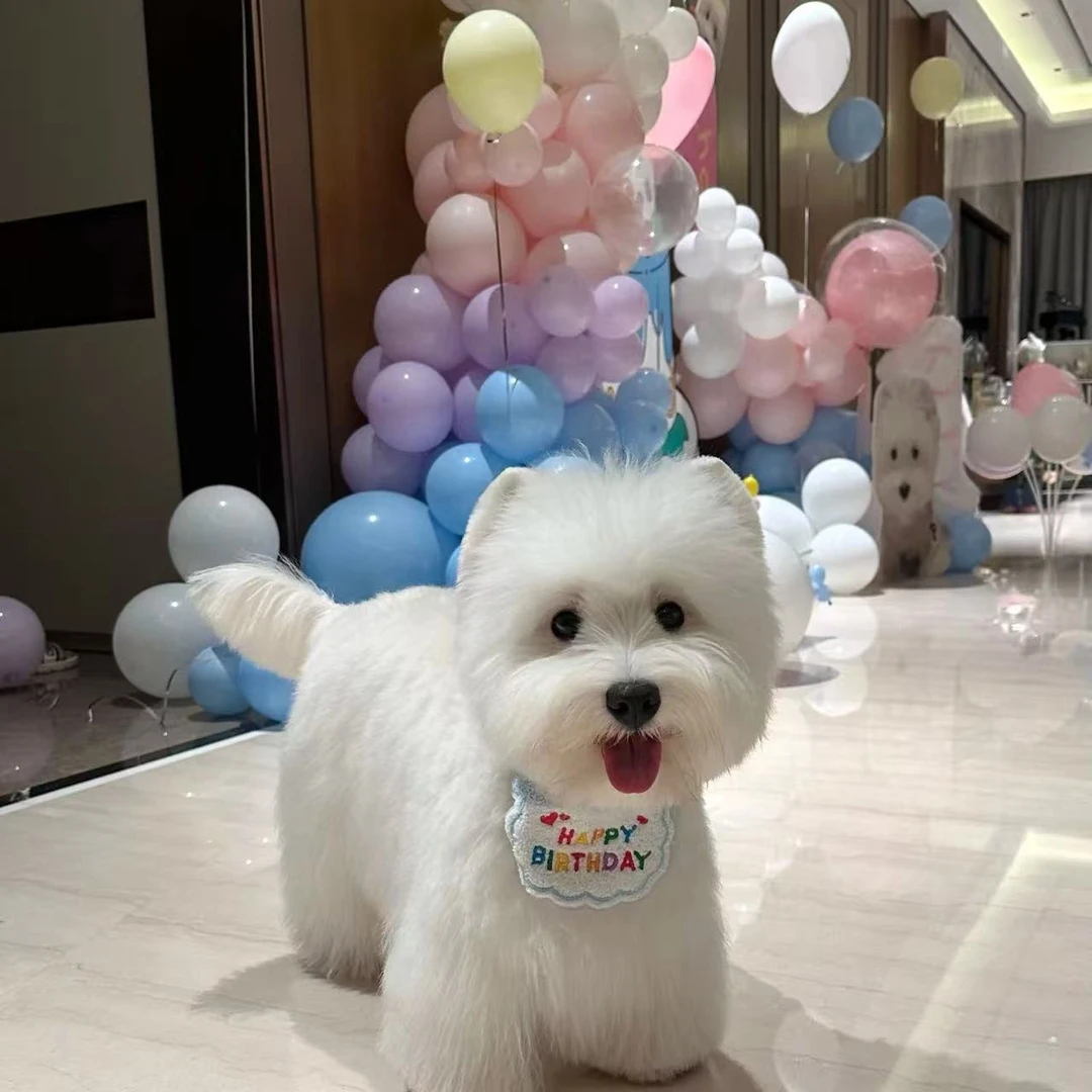 宠爱家173李恒西高地软爆毛