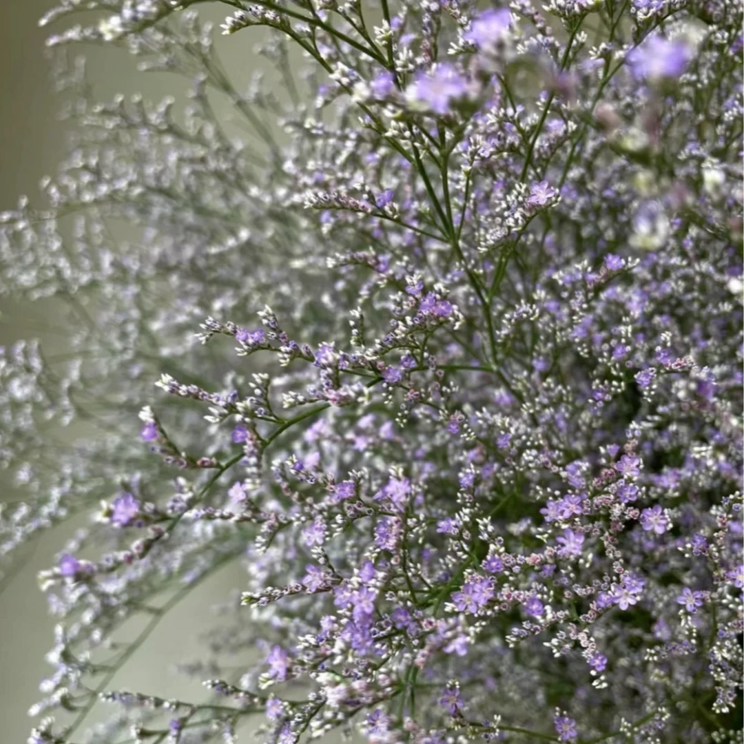 【情人草】稀有小众水培鲜花花期长