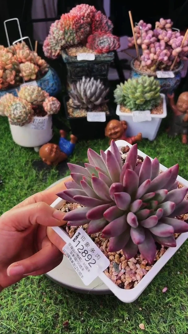 昆明印象多肉12892