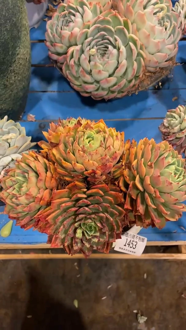 【闪购商品】1453贝拉