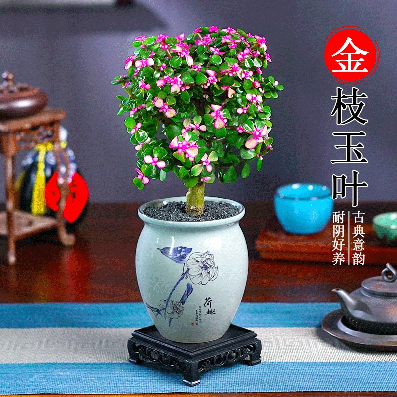 金枝玉叶老桩盆景多肉植物室内办公桌面绿植花卉好养盆栽