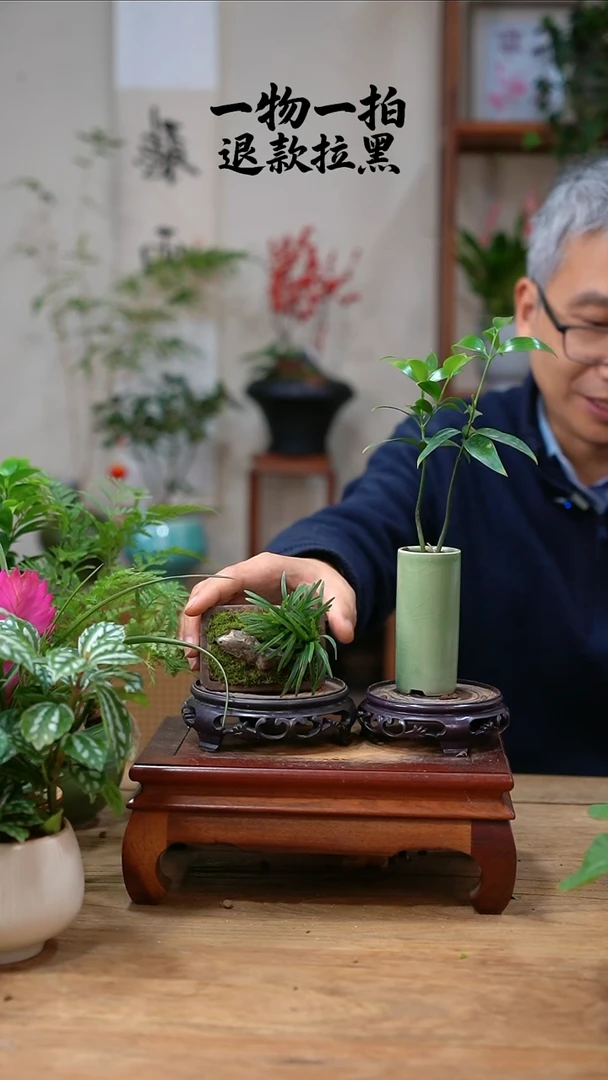 完全开放许*莹竹柏+玉龙草018