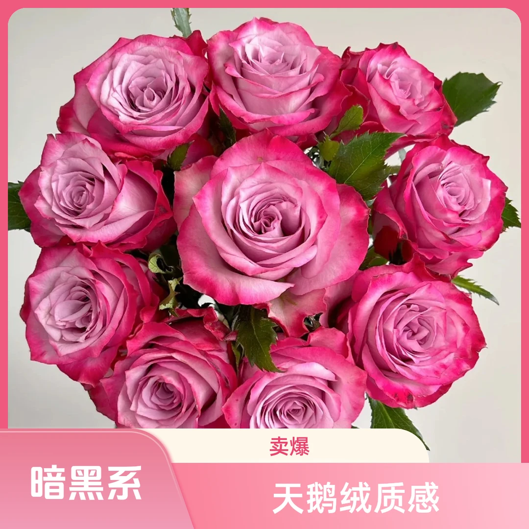 黑哥的花园一片深紫月季天鹅绒质感的暗黑系女王抗病耐热四季开花