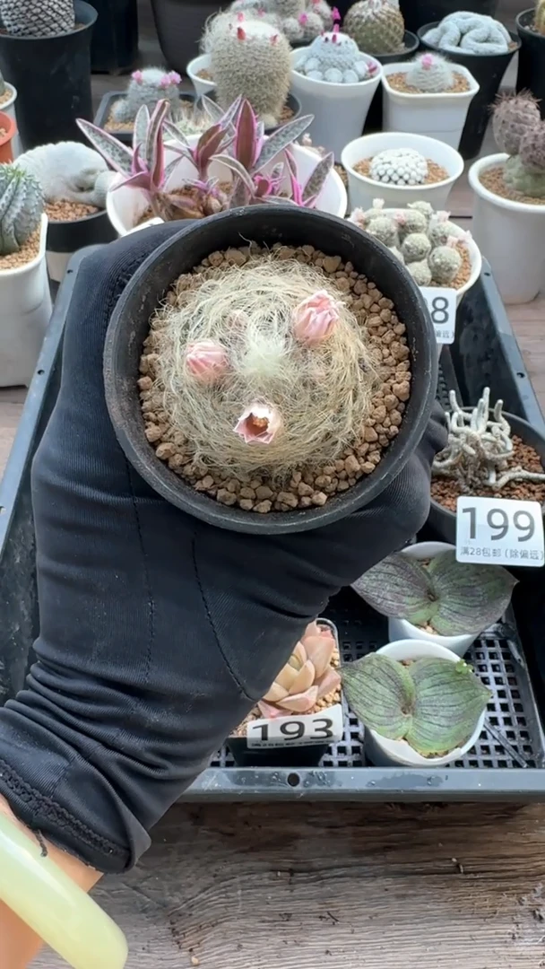 【闪购商品】专拍实生舞星