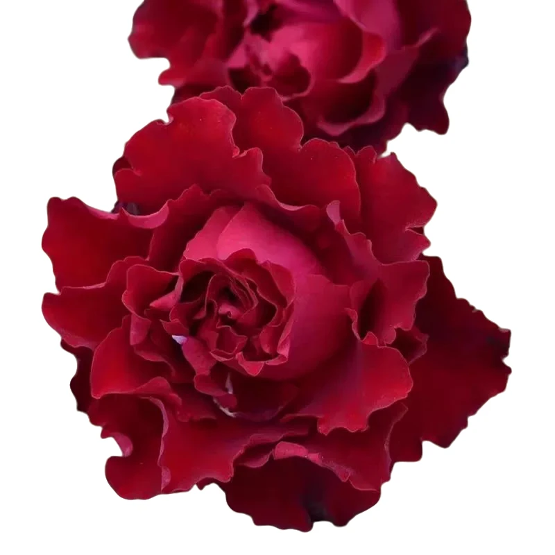 纪念芭芭拉中苗 ADR认证高新品抗抗病强月季阳台庭院盆栽花卉玫瑰