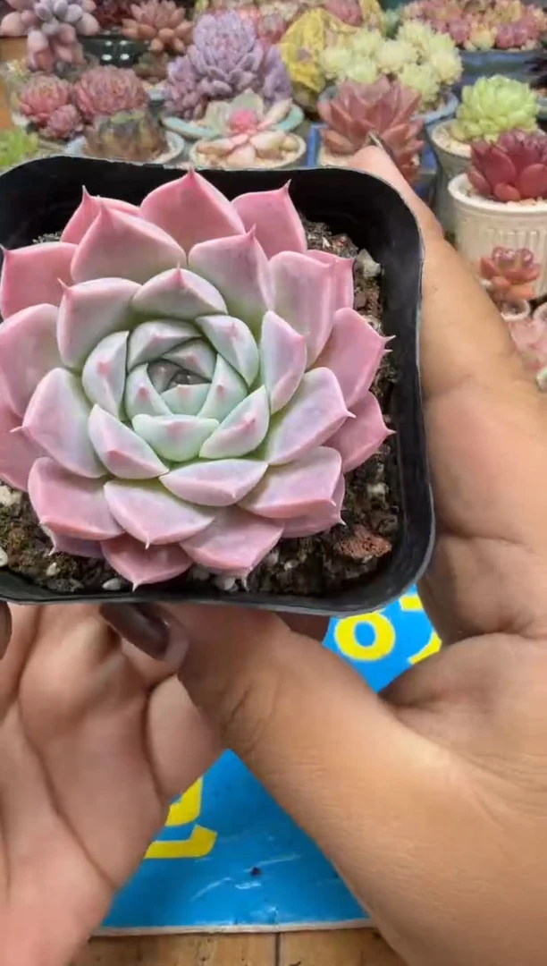 东云多肉园二店-379