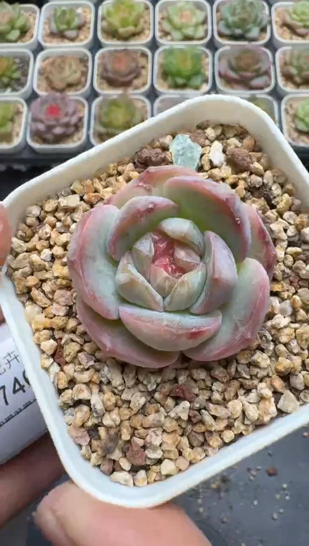 745E云禹多肉植物 带盆土纸巾打包 3颗包邮