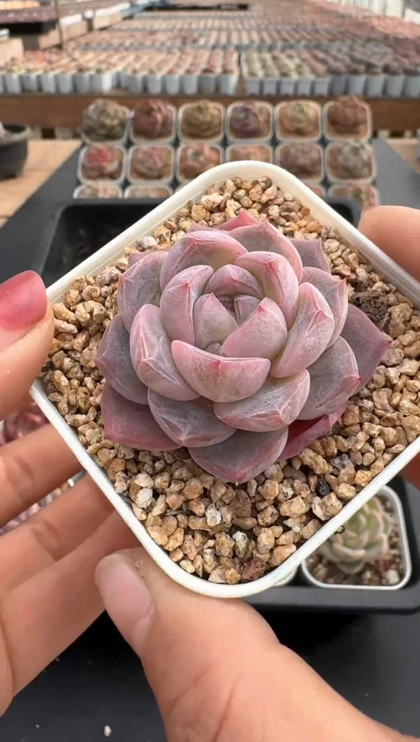 【闪购商品】917E号一物一拍多肉花卉植物3颗起发