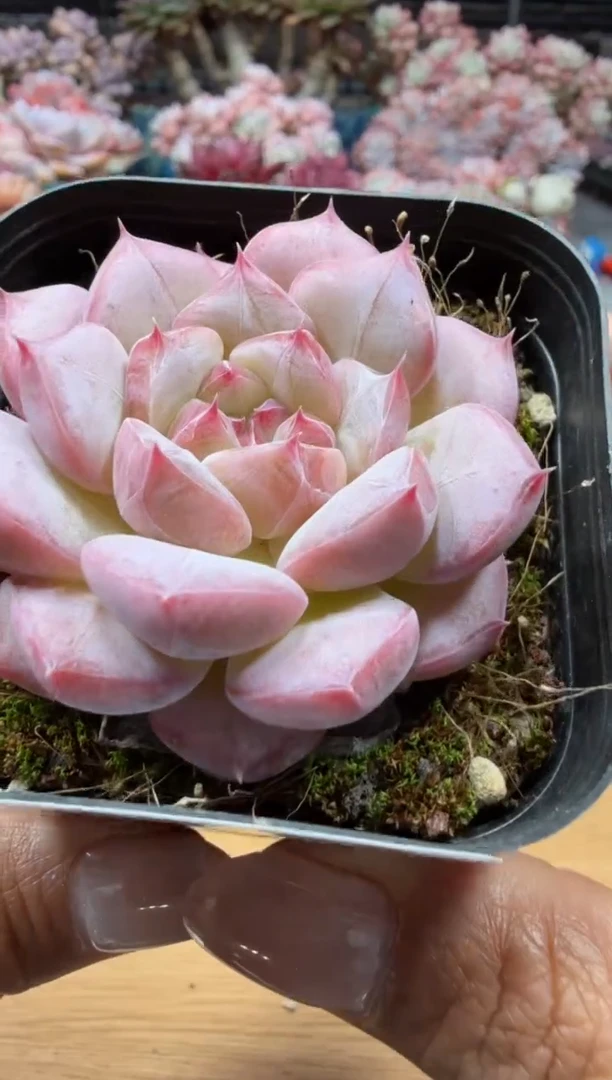 东云多肉园二店-23