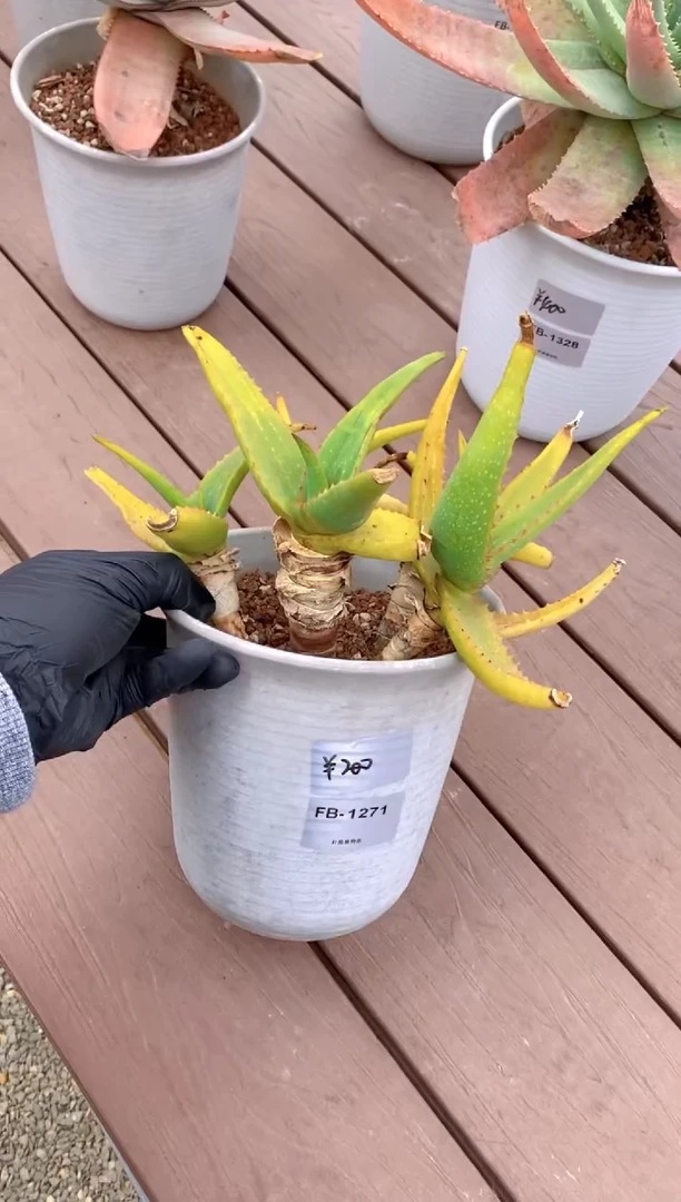 【闪购商品】原生芦荟脱土FB-1271