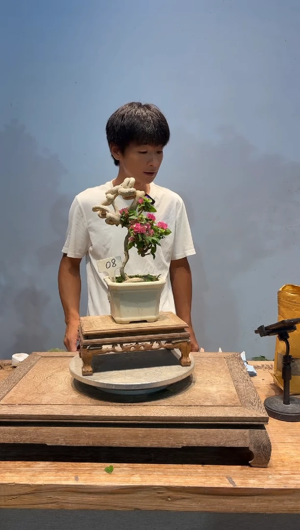全部花朵小**风三角梅8