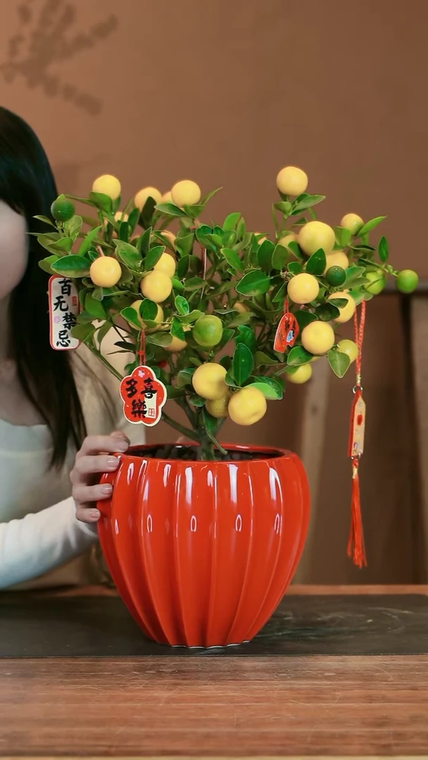 【闪购商品】盆景小金橘 红