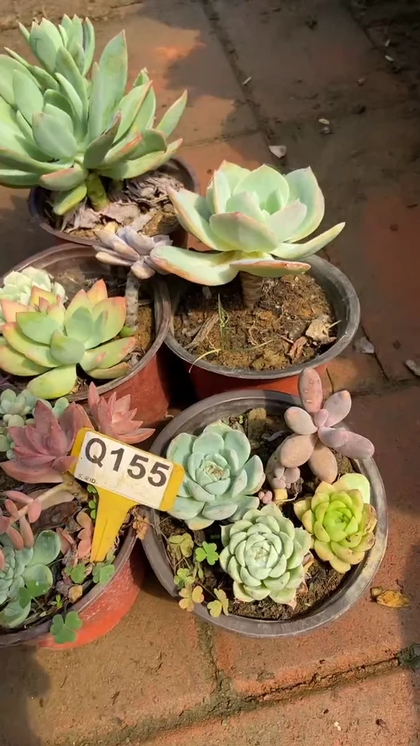 Q155多肉组合默认脱土发货