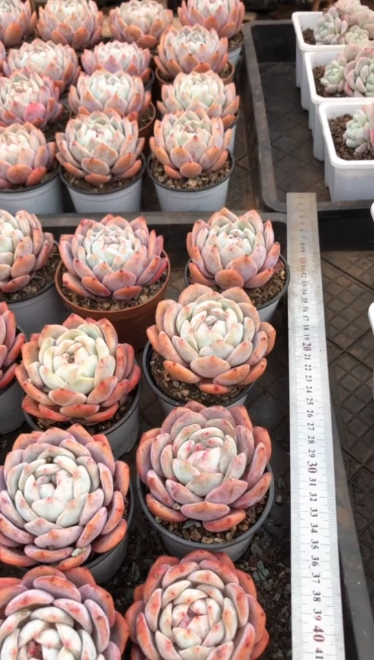 【闪购商品】单头韩橙2颗9.9米