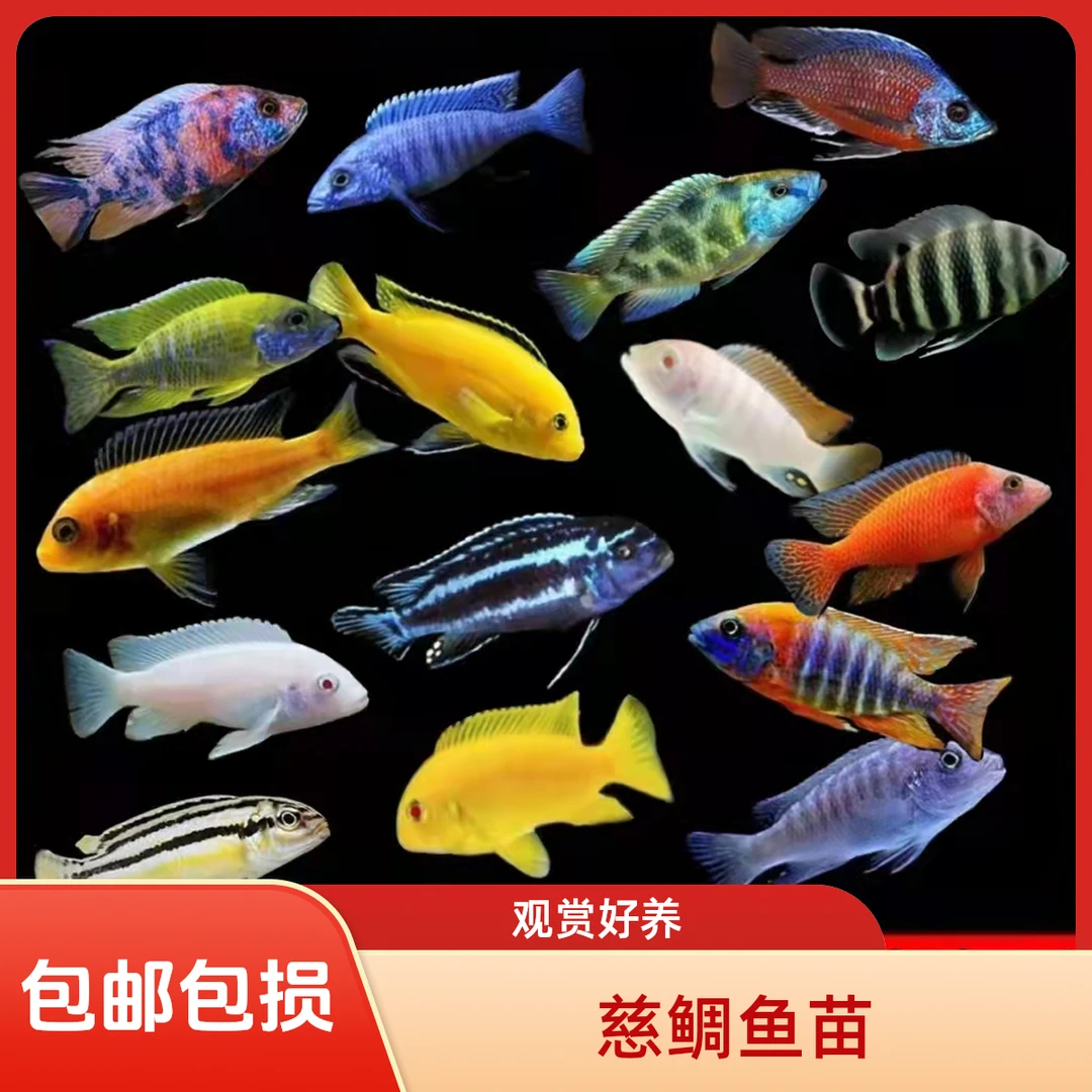 三湖慈鲷雕科王子小型热带观赏鱼苗淡水好养