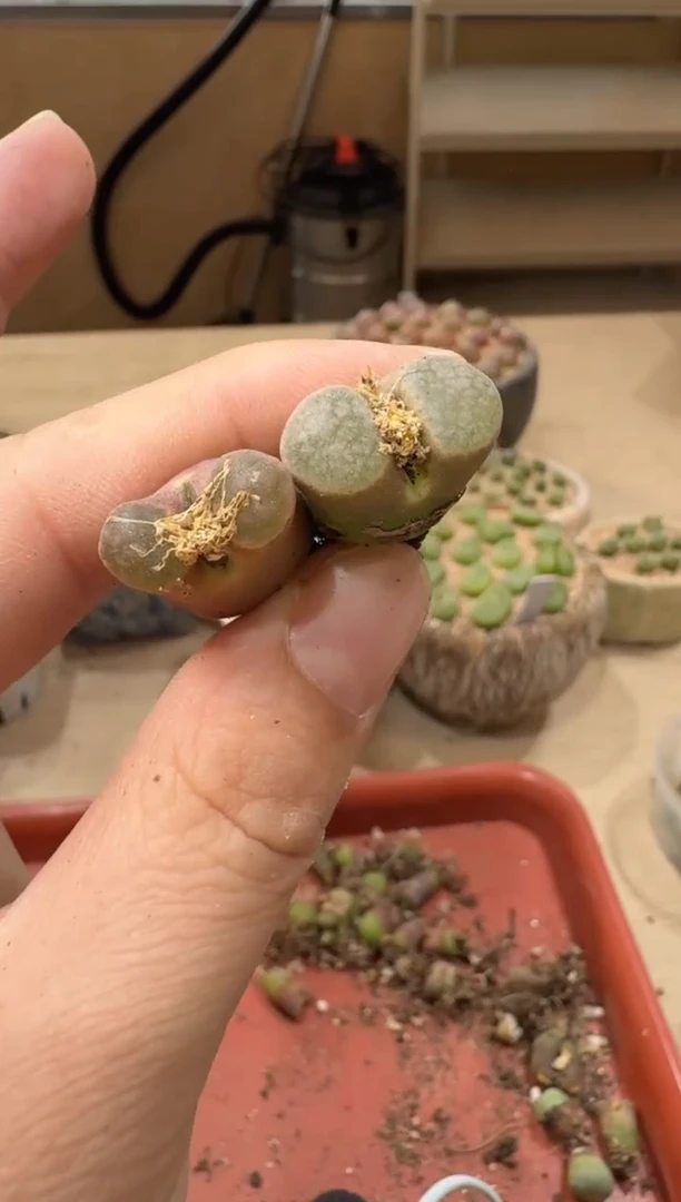 18-246多肉植物肉锥