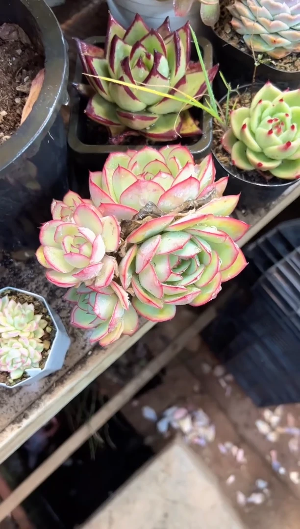 勿**心多肉植物一物一拍14404