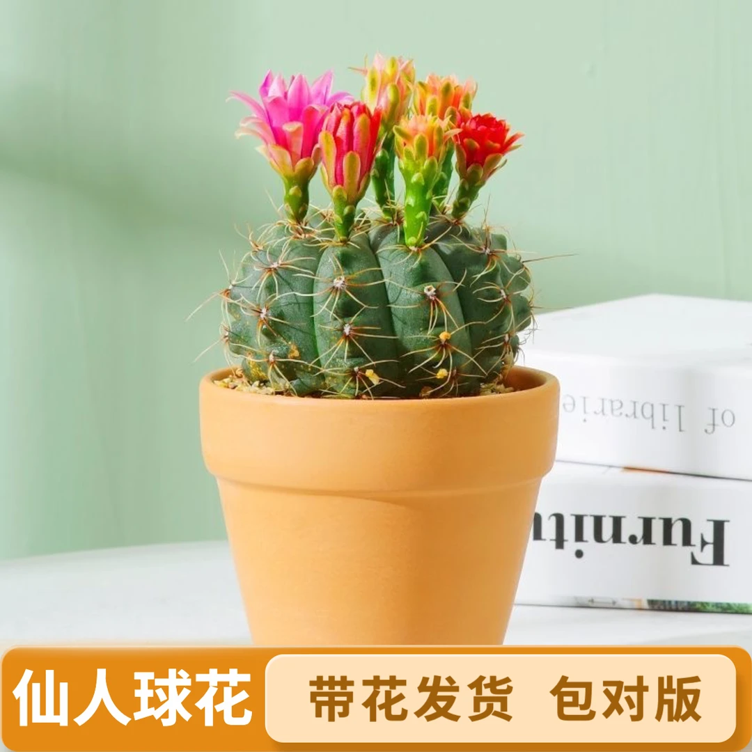 G绯仙人球盆栽四季开花好活净化空气吸甲醛桌摆办公室花卉室内绿
