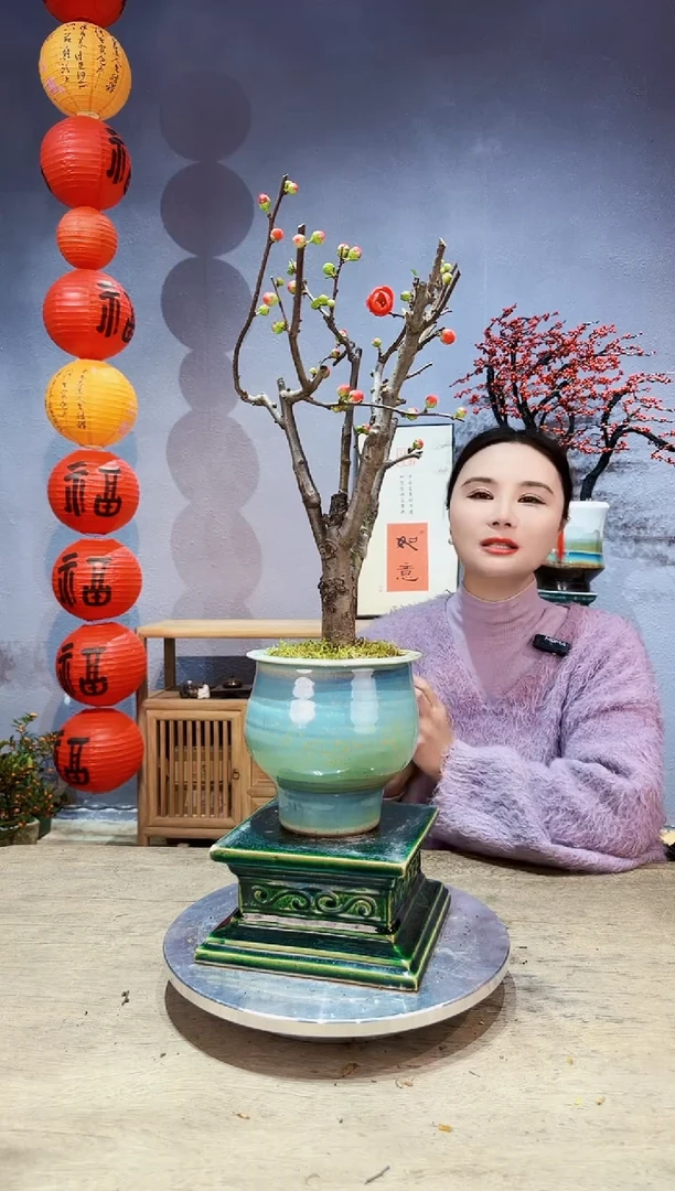 【闪购商品】盆景海棠 长寿冠