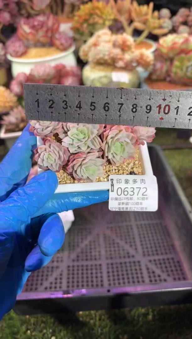 【闪购商品】06372