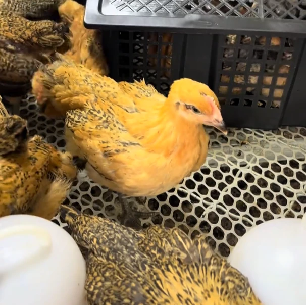 散养麻羽宠物鸡公母可选包邮半斤左右发货