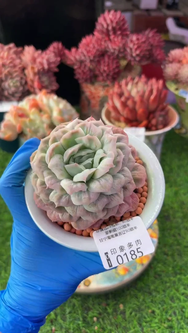 昆明印象多肉0185