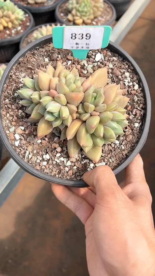 【闪购商品】839号象牙朵缀