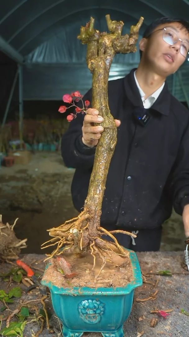 【闪购商品】178三角梅老桩以实物为准图片仅供参考