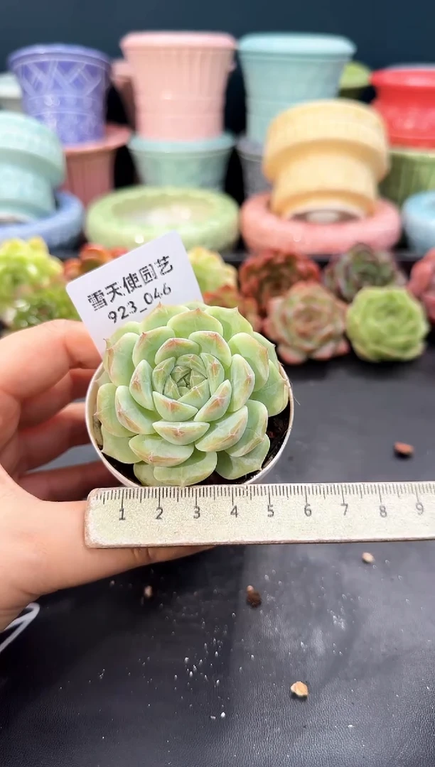 923-046青山（冠幅5cm）