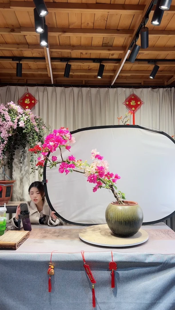 【闪购商品】盆景金心双色