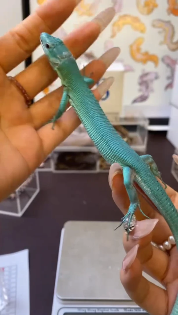 翡翠龙纹蜥鳞与尾 Scale Tail 爬宠LWFC