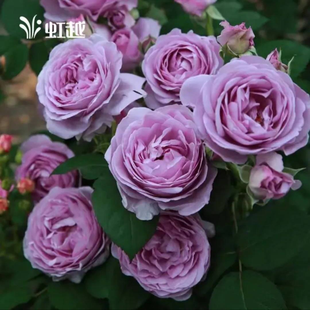 {风暴}玫瑰月季花苗盆栽地栽阳台四季花开室内室外