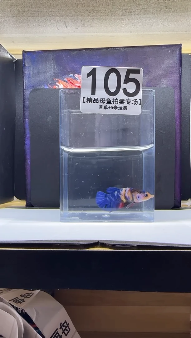 斗鱼母鱼编号：105