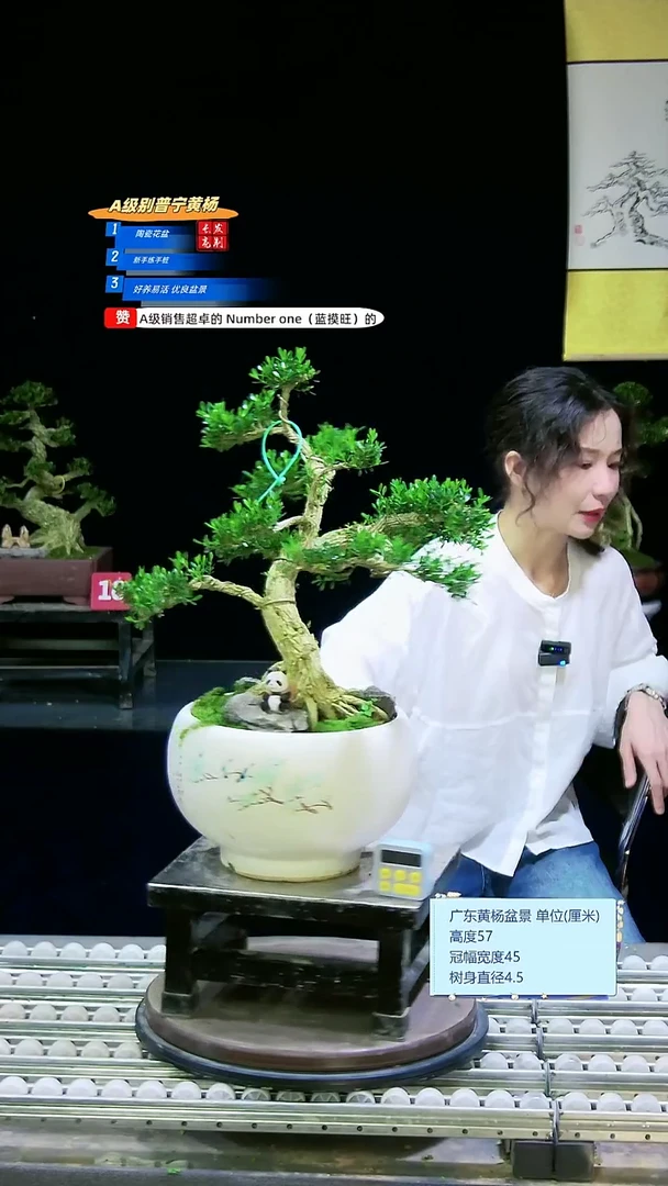 无花朵雀舌黄杨盆景艺术