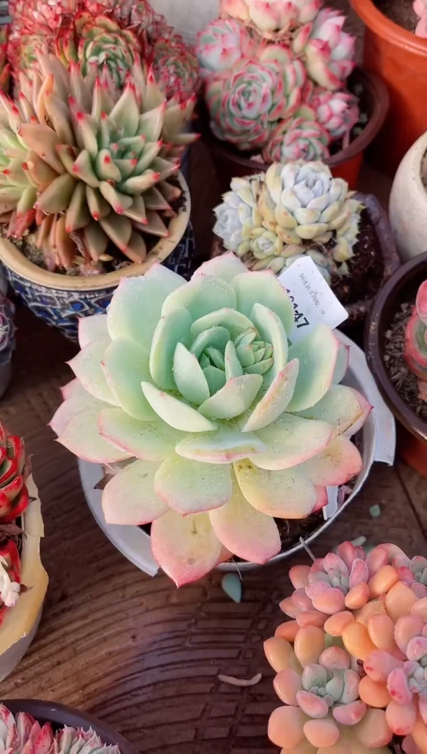 【闪购商品】10147